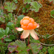 Image for article titled The Tastiest Berries That Grow Wild In North America